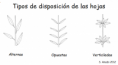 /album/hojas/hoja-disposicion-en-el-tallo-png1/